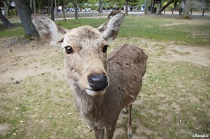 Parc de Nara - La pierre angulaire de la ville