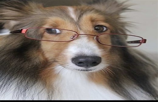 Understanding Fluttershy's Role in MLP