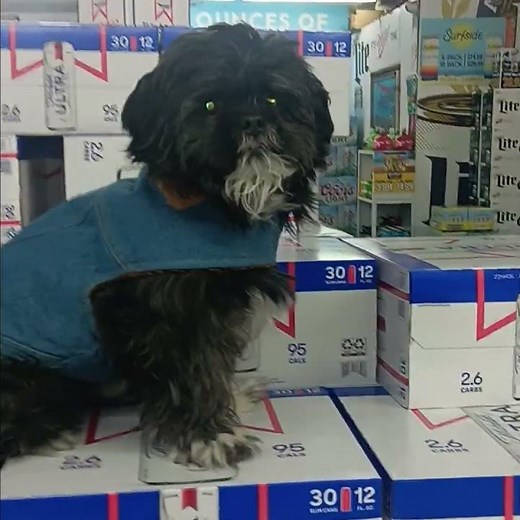 Dogpile on the rabbit