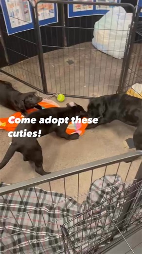 Lab puppies available for adoption | Midwest City Animal Welfare
