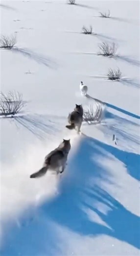 Two Wolves vs One Rabbit… Who Wins