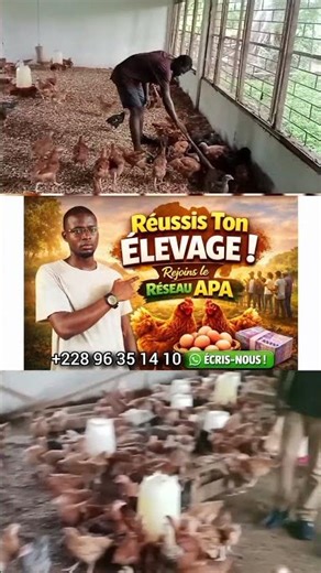 Chicken farming in Africa #poultry #agriculture #africa