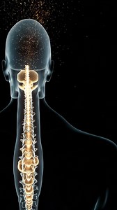 Human Spine Anatomy | Premium Stock Video Footage