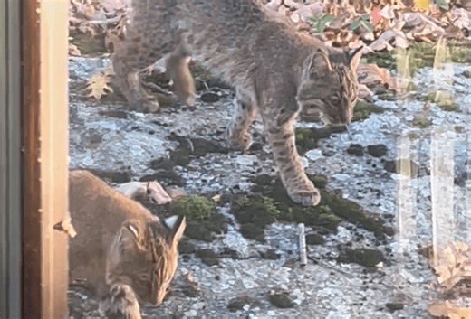 Clutter of bobcats trek through Guilford backyard