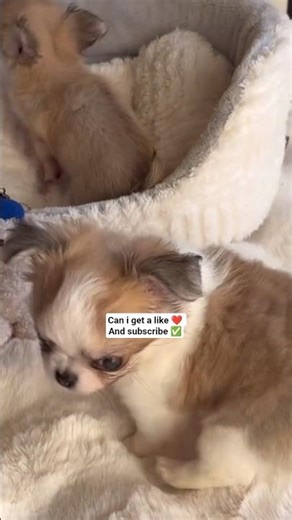 Teacup Chihuahua. #puppy #petshub