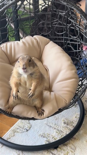 Poppy The Prairie Dog on Instagram: "Poppy does zoomies in Dads slipper 😂❤️ • • • #zoomies #prairiedog #poppytheprairiedog #cute"