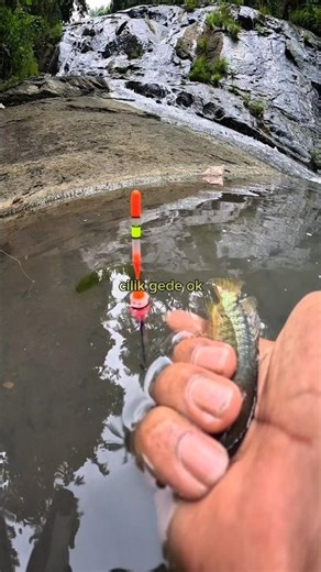 IKAN BETOK PAPUYU DENGAN KEPALA LEBIH BESAR DARI EKORNYA DI SPOT MANCING BERBATU