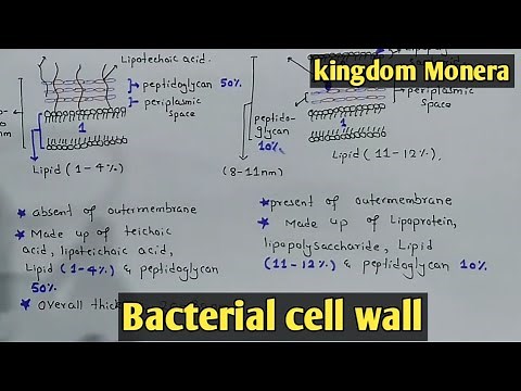Bacteria cell wall Structure And Functions | Gram Positive & Negative Call Wall