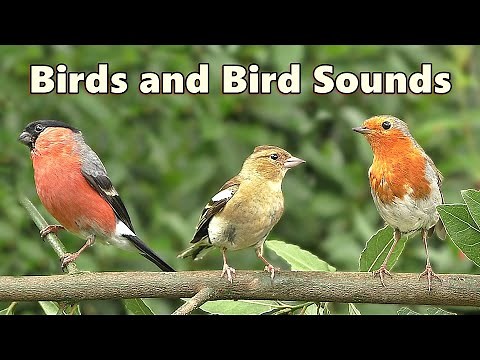 Extremely Satisfying Videos of Birds and Bird Sounds ⭐ 8 HOURS ⭐