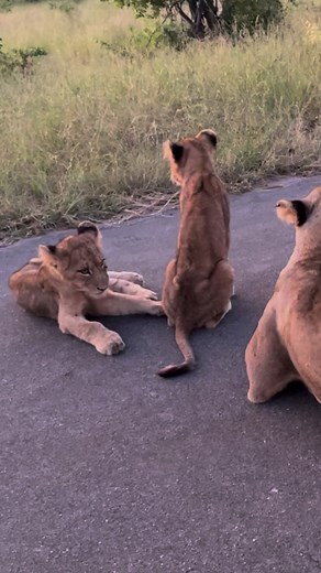 Lion Cubs In The Road 🦁🦁 #animals #nature #wildlife #amazing #lion | Wildest Kruger Sightings