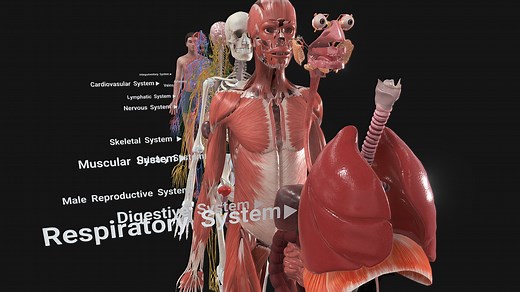 Complete Human Anatomy - Buy Royalty Free 3D model by 3D4SCI