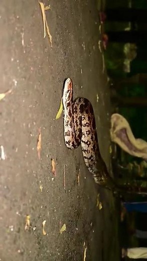 Indian dangerous rock python snake rescue in NFL #nature #newमारवाड़ीcomedy #nfl #love