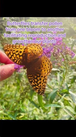The process of the butterflies