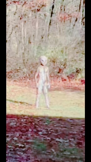 Thanksgiving day sighting of grey alien caught on camera in backyard #fyp #thanksgiving #alien #ufo #paranormal #cryptid #unknown #unexplained #scary #creepy #scared #wv#89 | Microchipavosets