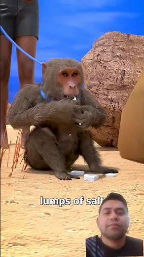 Baboon Capture Guide Safe & Effective Methods | Education Films
