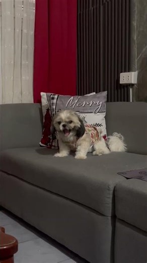 Angry Pango 🤣 #dance #happy #shihtzupuppy