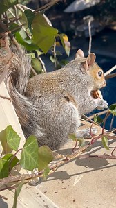 Just in case anyone needs a little piece of squirrel love today….When Emmy and her brother Oscar came to me orphaned and rescued it was because they had fallen out of a construction site by 19 feet. Her brother Oscar landed on the helmet of a construction worker which broke his fall. Emmy, on the other hand, fell the full 19 feet. The fall blinded her in her right eye and she was not expected to make it. I tell you this because she has fought the odds and persevered and depended on the people ar