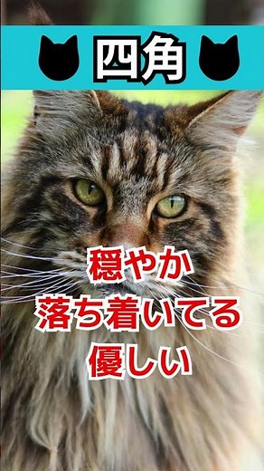猫の性格は顔の形でわかる？【丸顔・逆三角・四角タイプ診断】
