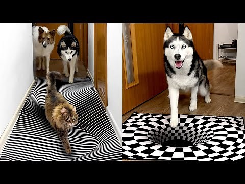 Will Husky Dogs and Cats Believe in an Optical Illusion? Compilation of the best moments