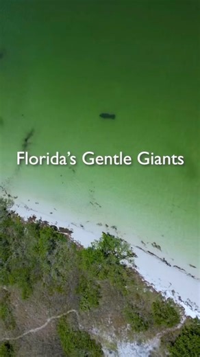 4.7K views · 38 reactions | A conservation story on our beloved #manatees by @islandferryecotours  Share this important message with others! Save for your Must See Florida list! : @islandferryecotours Florida Tag #mustseeflorida to share your experience in FLRDA! - Follow @mustseeflorida | Must See Florida | Facebook