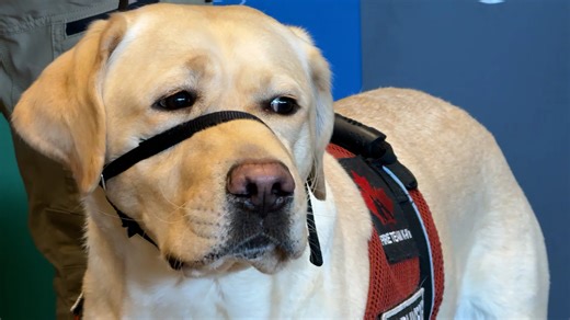 Program pairing veterans with service dogs celebrates milestone