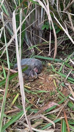 Unveiling the Secrets: Behind the Release of Wild Animals