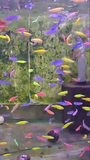Neon Aquarium Vibes 🌈 GloFish Zebrafish & Tetras