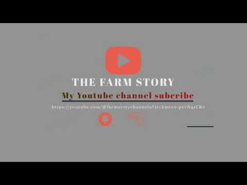 Live Cow Care: Feeding, Cleaning & Loving Our Cows