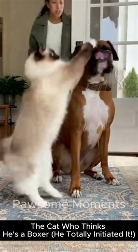 The Cat Who Thinks He's a Boxer (He Totally Initiated It!) | Pawsome Moments USA