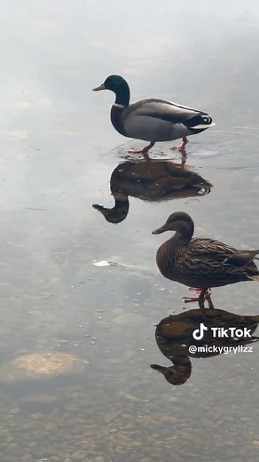 Incredible Super-Powered Ducks: The Weirdest Phenomenon