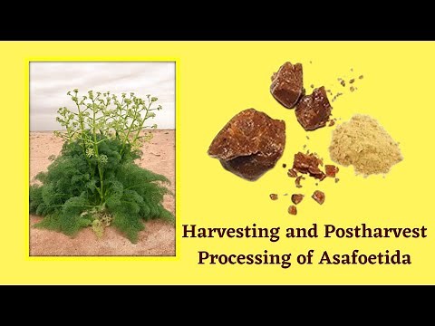 Harvesting and Post harvest Processing of Asafoetida