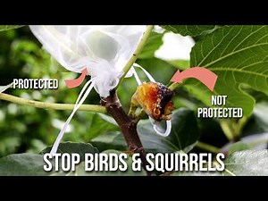 How to Protect a Fig Tree From Birds and Squirrels: What's Eating My Figs?!