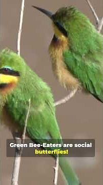 What Makes the GREEN BEE Eater So FAST and FIERCE?