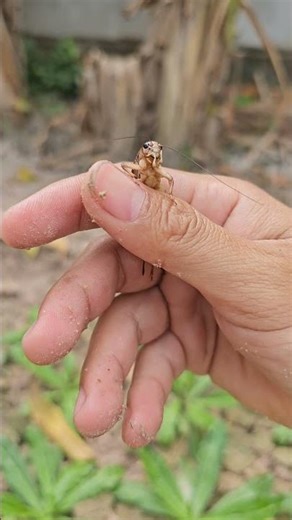 True crickets insect