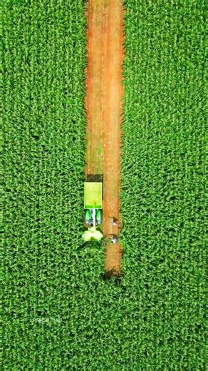 MILKY CATTLE FEEDS | Quality cattle feed for healthy cows & consistent milk production. 🐄🥛 Choose Milky Cattle Feed – farmers’ trusted choice. . . . . . .... | Instagram