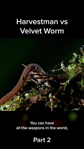 Harvest vs Velvet Worm - Insect Wars