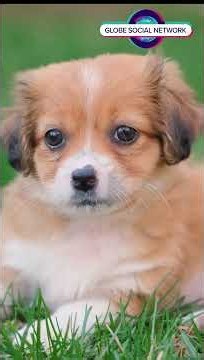 Shelter Dogs vs Pet Store: Shocking Truth
