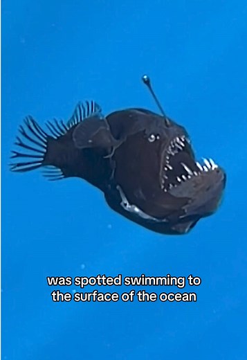 Exploring the Angler Fish's Journey to the Surface