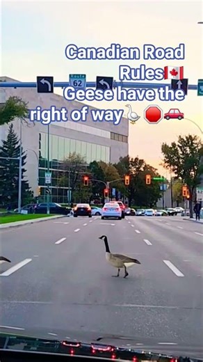 Geese stop traffic🪿🚦🇨🇦Canadian Traffic jam caught on cam #shorts #wildlifeshorts #funnyshorts