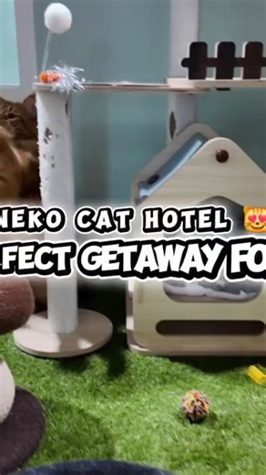 Neko Cat Hotel on Instagram: "Hi All, here is a virtual tour of our cat boarding facility at Neko Cat Hotel 😽 #nekocathotel #catboarding #melbournecattery #melbournecats #catsofinstagram"