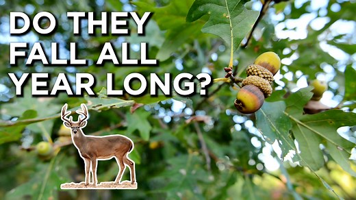 When do oak trees actually drop acorns, and does it vary from species to species, and individual trees? Dr. Marcus Lashley with University of Florida Deer Lab discusses some research that suggests something very different than what we typically think about oak trees and when they drop their acorns. This research can help us as bowhunters dial in how we think about hunting in relation to acorn drop. | Whitetail Properties