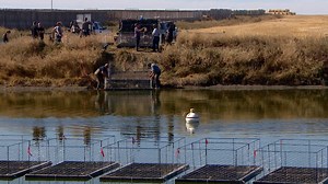 Alberta scientists are experimenting with plants to make feedlot water drinkable