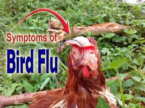 Avian Bird Flu, Bird flu symptoms in chickens, Symptoms of bird flu in chickens, POULTRY DISEASES