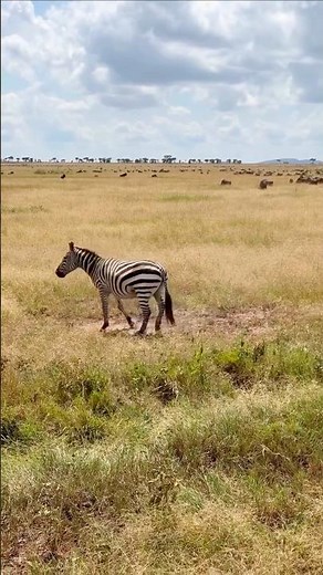 Unexpected Zebra Behavior in the Wild | Must-See Footage | #kenya #tanzania #travelvlog