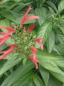 La planta que produce insulina #nature #naturaleza #colombia #Nadie #cali #love | El Davis