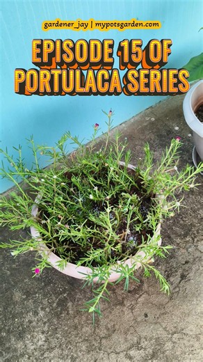 What I Stopped Doing to Keep My Portulaca Blooming 🌸 #portulaca #mossrose