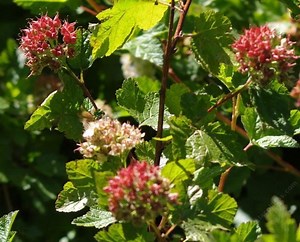 Physocarpus capitatus - Alchetron, The Free Social Encyclopedia