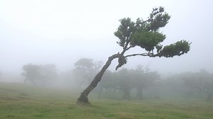 Magical foggy forest and laurel trees with unusual shapes caused by harsh wind and environment. Travel the world and discover its wonders. Strong winds, clouds and fog. Laurisilva of Madeira Portugal.