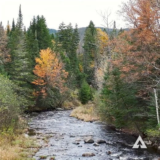 Protecting water quality is a core part of how we manage our forests sustainably. Riparian buffers — unharvested areas along streams, such as this one within our Kibby Skinner forest carbon project in Maine — protect aquatic ecosystems by filtering water, regulating stream temperature, preventing sediment from entering the waterways and providing abundant habitat for fish and wildlife. #TheWeyerhaeuserWay #SustainableForestry #naturereels | Weyerhaeuser