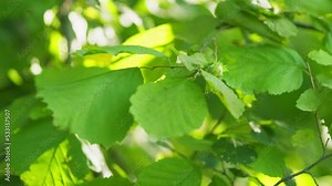 Hazelnut. The fruit of the hazelnut on the branch. Hazelnuts ripen on a tree branch in farm garden with sunbeams. Slow motion.